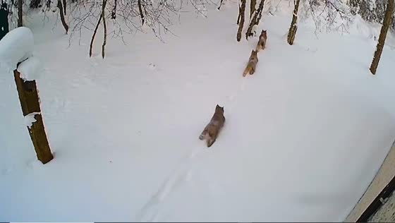 Rare footage captures lynx supermom and her trio exploring Priozersky District, Leningrad Region