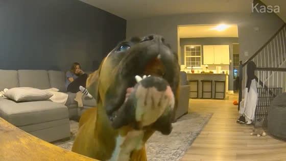 Dog captivated by TV show about dogs and cows in Edgewater