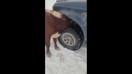 Cow stretches into truck while licking road salt in Homer, Pennsylvania, USA