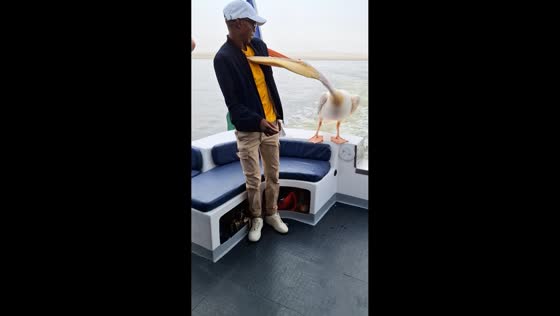 Pelican attempts to bite man on a boat in Walvis Bay, Namibia