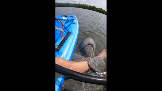 Manatee clings to woman’s leg while boating in Tampa, Florida, USA