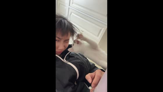 Cat amusingly plays with owner’s hair in Hubei, China