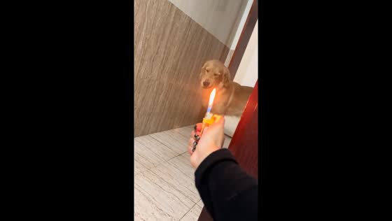 Golden Retriever reacts to lighter in Hunan, China
