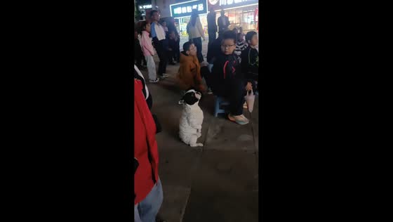 Dog adorably sits upright while children watch a projection on the street in Shaanxi, China