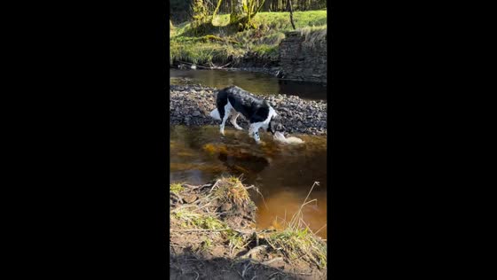Dog vomits in stream during trail walk in Lancashire, England, UK