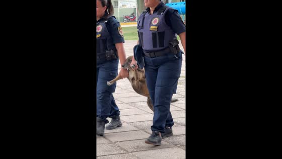 Police officers carry stray dog for vaccination in Córdoba, Argentina