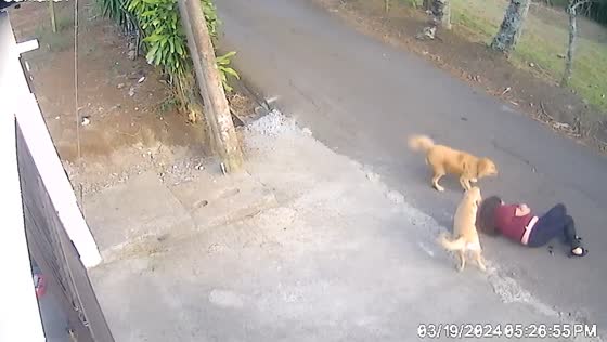 Unexpected tumble: dogs' excitement sends owner for a spin!