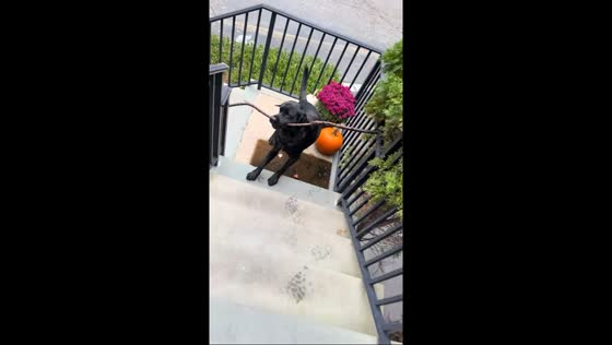 Labrador Retriever climbs narrow stairs with stick in Middletown, New Jersey, USA