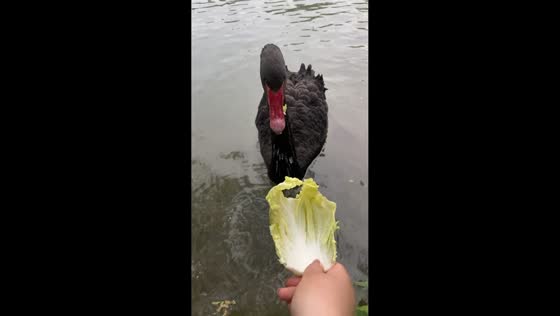 Black swan surprises woman while being fed Chinese cabbage in Beijing, China
