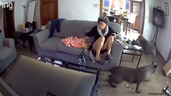 TV falls unexpectedly startling woman and dogs in Cleveland, Ohio, USA