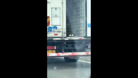 Chicks escape from crate and ride in back of moving truck in Xinjiang, China