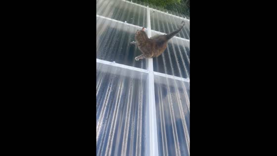 Cat slips and falls from roof in Zevenbergen, Netherlands