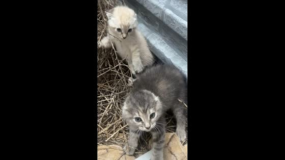 Feisty barn kittens keep their distance in Yoder, Colorado, USA