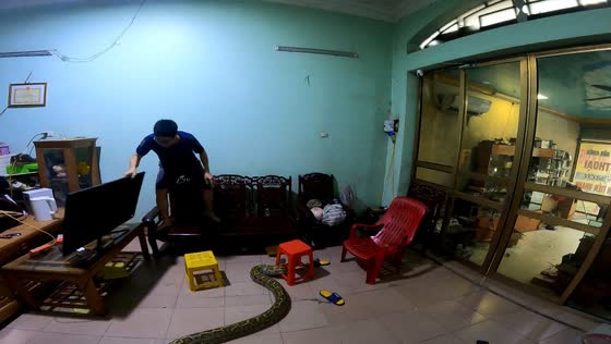 Python slithers into house, startles man in Hải Dương City, Vietnam