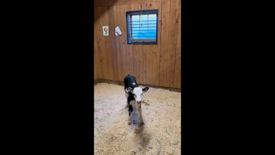 Baby calf responds to owner with a cute little moo in Webster, New Hampshire, USA