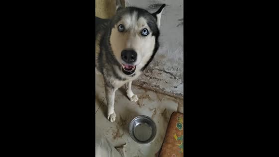 Husky confused by food prank in Shandong, China