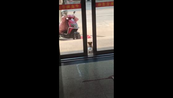 Puppy adorably begs for food at the doorstep in Fujian, China