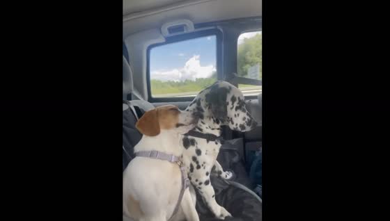 Dalmatian and Beagle fall asleep in car, showcasing their adorable friendship in Hamburg, Germany