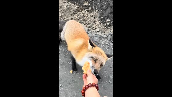 Fox bites traveler hand in Sichuan, China