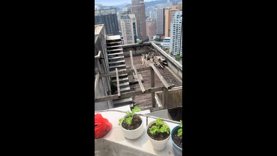 Peacock spotted on rooftop before flying between buildings in Guizhou, China