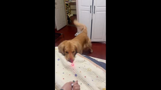 Golden Retriever chases laser dot on wall in Shanghai, China