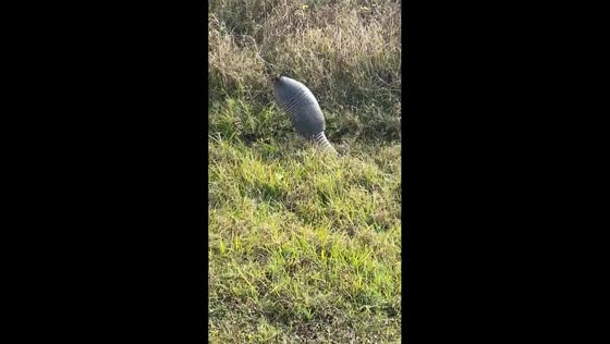 Armadillo startled by fart sound runs away in Fort Meade, Florida, USA