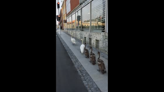 Swans walk in line to cross the road in Bjerringbro, Denmark