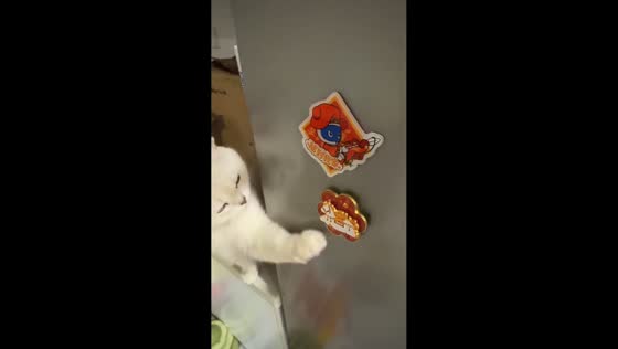 White cat playfully interacts with refrigerator sticker in Shanghai, China