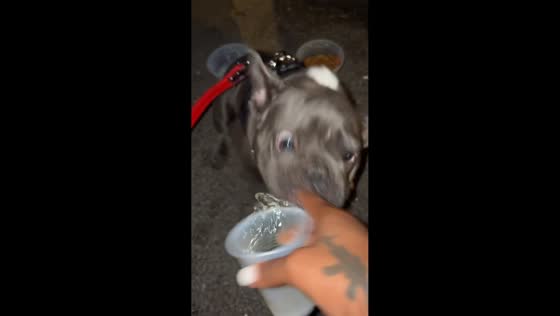 Dog suddenly snaps at owner during drink offer in Washington, USA
