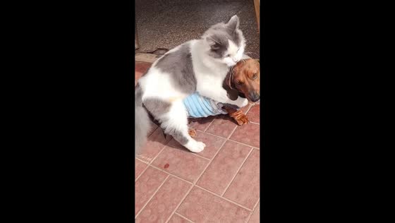 Cat playfully ambushes dachshund in Córdoba, Argentina