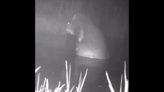 Beaver peacefully washes itself in Zelenogradsk, Russia