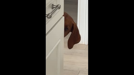 Dog playfully hides before chasing ball in Sarasota, Florida, USA
