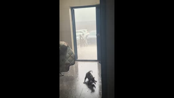 Cat dashes indoors during severe hailstorm in Hebei, China