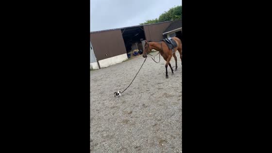 Puppy leads horse by collar rope in China