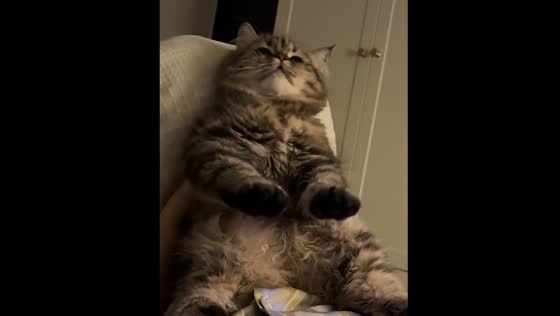 Kitten scratches back on chair