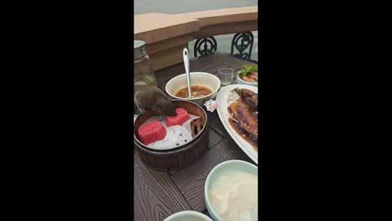 Squirrel steals cake from person eating outdoors in Jiangsu, China