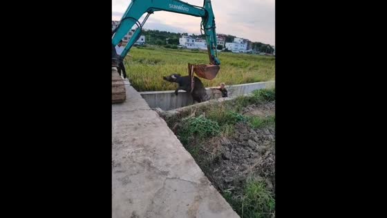 Water buffalo rescued from canal using excavator in Guangdong, China