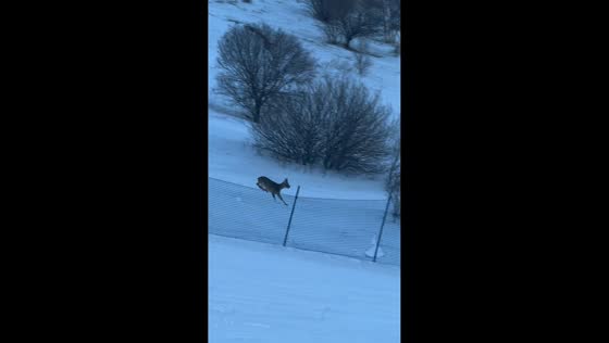 Roe deer tumbles while running down snowy hill at ski resort in China