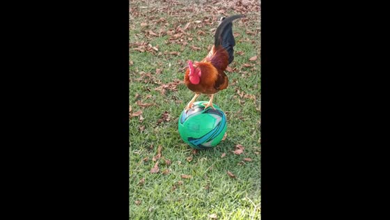 Rooster plays with ball in Bahia, Brazil