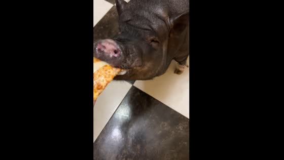 Pig named Manny enjoys pizza in Moscow