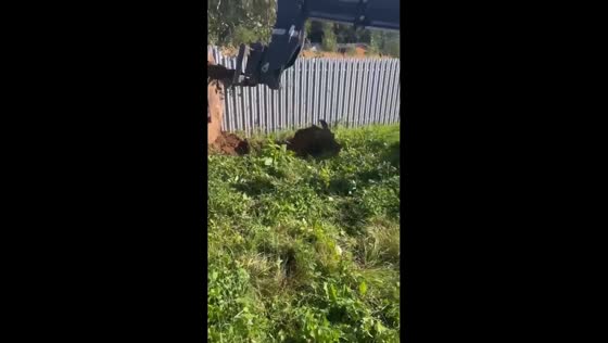 Moose calf rescued after becoming trapped in open well in Istra, Russia