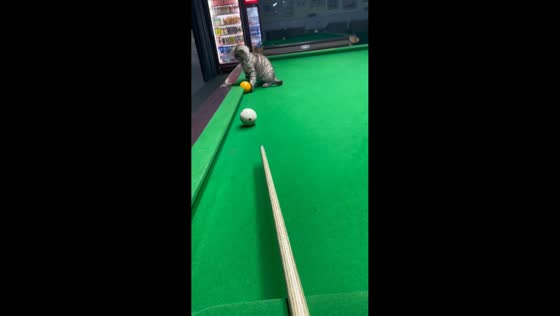 Kitten helps pocket billiard ball during game in Shandong, China