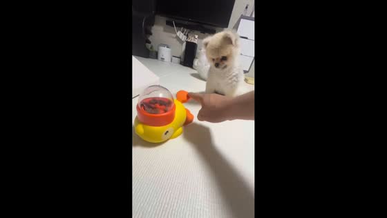 Pomeranian watches puzzle feeder lesson in South Korea