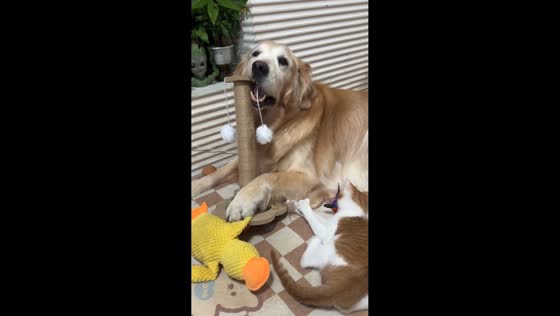 Golden retriever playfully chews cat scratching post in Jiangsu, China