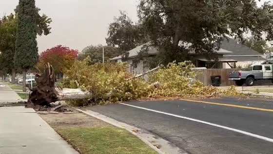 Strong winds cause tree to fall and block road in Hanford, CA