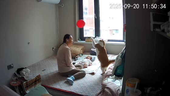 Smart cat taps balloon to play with baby in Ningxia, China