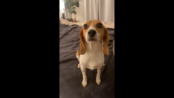 Dog makes 'bro' sound in Los Angeles, USA