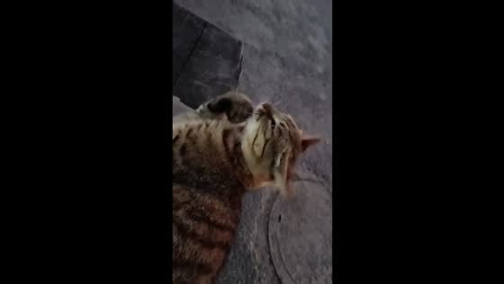Tabby cat startled while grooming in Fujian, China