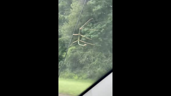 Stick insect clings to car antenna during drive in Ponchatoula, USA