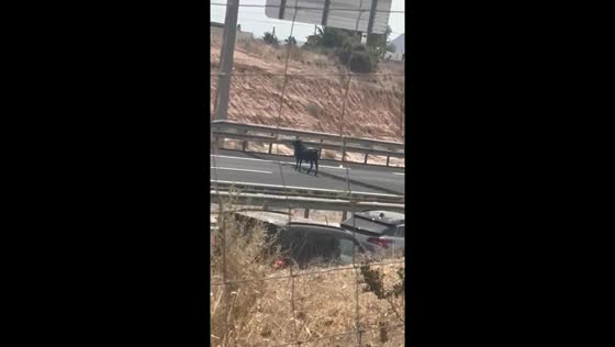 Heifer cow causes chaos on highway in Alicante, Spain
